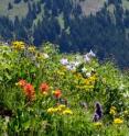 Blooms like these draw thousands of tourists to Crested Butte, CO for a summer wildflower festival. But local wildflowers now bloom nearly a month earlier than in 1974. Blooms peak earlier, continue later and overlap differently due to climate change. The changes will likely affect birds, bees and other animals.