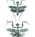 These are illustrations of the male and female of a new species, <i>Liturgusa fossetti</i>, discovered by Dr. Gavin Svenson of The Cleveland Museum of Natural History and named for the late Stephen Fossett for his dedication to exploration.