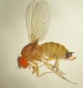 <i>Drosophila</i> <i>suzukii</i>, "Spotted Wing <i>Drosophila</i>" is the only known pests among thousands of species of <i>Drosophila</i> fruit flies. The females use a large ovipositor to make holes in the skins of fruit to lay their eggs.