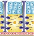 A cross-section diagram of the adult firefly lantern shows photic (yellow) and dorsal (blue) layers, tracheae and tracheal end-cell complexes (purple), nerve axons (green), epidermis (red), the transparent cuticle (brown), and the clustered cells of the photic layer (orange circle).