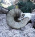 This photo shows a bighorn sheep skull from Tibur&#243;n Island.