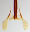 This is an example of the horned pollinaria found in South American milkweed.