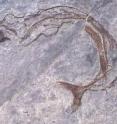 This is the fossil of <i>Saurichthys</i>, a top predator among the Triassic fishes.