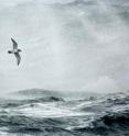 Seabirds like this Antarctic prion are the top predators of the Southern Ocean, feeding on krill that themselves feed on phytoplankton. New research shows that a chemical signal released by plankton, dimethyl sulfide or DMS, attracts seabirds that eat krill. DMS also plays a role in regulating the planet's temperature by influencing cloud formation.