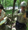 UMD research assistant Edward Kabay measures a salamander while associate professor Karen Lips takes notes during field work for the study of Appalachian salamanders. The animals are shrinking 1 percent per generation on average -- one of the fastest rates of changing size ever recorded.