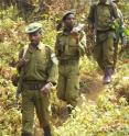 Park guards on patrol in the Greater Virunga Landscape. Scientists seeking a more efficient way of protecting the heart of Africa's wildlife have developed a method to make the most of limited enforcement resources, specifically by channeling data on wildlife sightings and park guard patrolling routes into spatial planning software. Conservationists hope that this cost-effective method for maximizing the deterrence effect of patrolling will help protect Africa's threatened wildlife from poaching and other illegal activities.