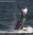This is a humpback whale entangled in fishing gear off New England.  Health assessment techniques can improve our understanding of human impacts on endangered whales.  Image was taken by Provincetown Center for Coastal Studies under NOAA permit 932-1489.