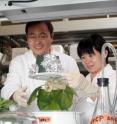 ASU researchers Qiang "Shawn" Chen and  Huafang "Lily" Lai infiltrate a tobacco plant to produce monoclonal antibodies against West Nile virus.