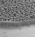 This scanning electron microscope image shows vertical polythiophene nanofiber arrays grown on a metal substrate. The arrays contained either solid fibers or hollow tubes, depending on the diameter of the pores used to grow them.