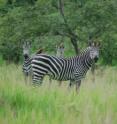 UC Davis scientists have learned why zebras, like these plains zebras in Katavi National Park, Tanzania, have stripes.