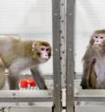 Rhesus monkeys 27-year-old Canto, on a restricted diet (left), and 29-year-old Owen, a control subject on an unrestricted diet (right), were photographed at the Wisconsin National Primate Research Center at the University of Wisconsin-Madison on May 28, 2009. Canto and Owen were among the subjects in a pioneering long-term study of the links between diet and aging in rhesus macaque monkeys.