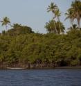 This shows mangroves in Caravelas, a fishing village of about 20,00 inhabitants in southern Bahia, Brazil.