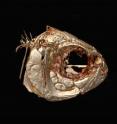 A high-tech examination of a cave-dwelling fish finds a possible genetic link to human disorders.