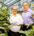 Professors Praveen Kumar, right, and Stephen Long developed a computer modeling system to help plant scientists breed soybean crops that produce more and use less water.