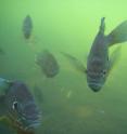 This image shows bass underwater.
