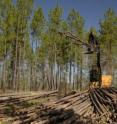 The cellulose from harvested trees may soon become the basis of high-tech energy storage devices.