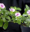 The main source of vinblastine and vincristine is the Madagascar periwinkle (<i>Catharanthus roseus</i>), also known as an ornamental plant. The SmartCell Consortium succeeded in elucidating the complete upstream segment of the biosynthetic pathway leading to these valuable anticancer pharmaceuticals, and thus creating the basis for their biotechnological production.