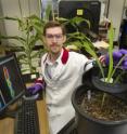 This shows Brookhaven Lab plant scientist Benjamin Babst with corn and sorghum plants. Studies in model plants such as pea, like the one described below, could point to ways to improve these bioenergy crops.