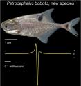This is an image of <i>Petrocephalus boboto</i>, new species, with its electric organ discharge (EOD) below.  The EOD is recorded on an oscilloscope with positive voltage at the head of the fish recorded in the upwards direction.
