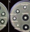 Conjugates of a beta-lactam antibiotic with the team's metallopolymer had enhanced antimicrobial properties compared with the antibiotic alone. The effect was particularly striking with hospital-associated MRSA (left).