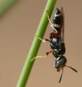 This is a male beewolf (<i>Philanthus pulcherrimus</i>) on a perch in its territory. Three genera of these digger wasps cultivate antibiotic-producing <i>Streptomyces</i> bacteria that protect the wasp larvae from detrimental fungi. This is a male beewolf (<i>Philanthus pulcherrimus</i>) on a perch in its territory. Three genera of these digger wasps cultivate antibiotic-producing <i>Streptomyces</i> bacteria that protect the wasp larvae from detrimental fungi.