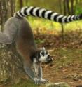 A ring-tailed lemur  scent-marks a tree at the Duke Lemur Center. Olfactory signals and sounds from  female lemurs can throw members of their group into a tizzy. But not all combinations of noises and odors evoke the same response. Ring-tailed lemurs respond more strongly when the scent they smell matches the voice they hear.