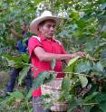 This is a farmer picking shade grown coffee in Honduras near the town of Trinidad.