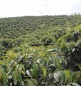This is a typical sun grown coffee plantation.