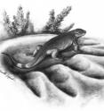 The smallest and largest caseid: this is a reconstruction of 300-million-year-old tiny carnivorous <i>Eocasea</i>  in the footprint of 270-million-year-old largest known herbivore of its time,  <i>Cotylorhynchus</i>.