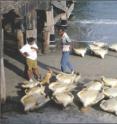 Live green turtles are being sold at the Puerto Cabezas (Bilwi) dock, Nicaragua.