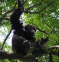 "Charles" (an adult male chimp) is sitting in a <i>C. alexandri</i> tree.