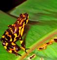 <i>Atelopus varius</i> was previously widespread and common in Costa Rica. It was last seen in 1991 during the mass amphibian declines, subsequently rediscovered more than ten years later. There are currently three small populations known in Costa Rica.