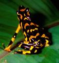 This is the harlequin frog from Costa Rica.