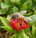 This is the African honey bee, <i>Apis mellifera scutellata</i>, on an ornamental succulent in Kitui, Kenya.