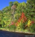 Climate change isn't the only factor influencing forests. A new study by Forest Service scientists and partners describes five anthropogenic factors that will radically alter forest conditions and management needs in the Northern United States.