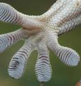 To substantiate their claims of Geckskin's properties, the UMass Amherst team compared three versions to the abilities of a living Tokay gecko on several surfaces. As predicted by their theory, one Geckskin version matches and even exceeds the gecko's performance on all tested surfaces.