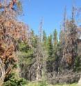 Trees go from green and healthy, to red and dying, and finally to gray and dead, from bark beetles.