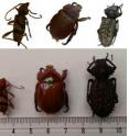 This is a Various Insects photograph versus 3D model.