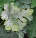 This shows powdery mildew on a cabernet sauvignon grapevine leaf.