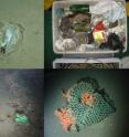 This shows litter items on the seafloor of European waters. Clockwise from top left i) Plastic bag recorded by an OFOS at the HAUSGARTEN observatory (Arctic) at 2500 m; ii = Litter recovered within the net of a trawl in Blanes open slope at 1500 m during the PROMETO 5 cruise on board the R/V "Garc&#237;a del Cid"; iii) Cargo net entangled in a cold-water coral colony at 950 m in Darwin Mound with the ROV "Lynx" (National Oceanography Centre, UK). iv) "Heineken" beer can in the upper Whittard canyon at 950 m water depth with the ROV Genesis.