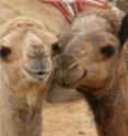 The MERS coronavirus is transmitted not only between animals but also from camels to humans.