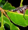 A scarab beetle (Coleoptera: Scarabaeidae) observed inducing margin feeding 
on leaves from <i>Tapirira guianensis</i> Aubl. tree during feeding experiments.