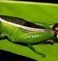 A katydid  observed inducing margin feeding on leaves from <i>Guatteria dumetorum</i> tree during feeding experiments.