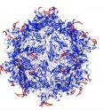 An adeno-associated virus capsid (blue) modified by peptides (red) inserted to lock the virus is the result of research at Rice University into a new way to target cancerous and other diseased cells. The peptides are keyed to proteases overexpressed at the site of diseased tissues; they unlock the capsid and allow it to deliver its therapeutic cargo.