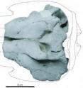 This is the skull of the holotype of <i>Eodelphis</i> in dorsal view.