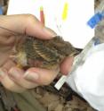Researchers radio-tracked juvenile songbirds for several weeks after the left the nest, such as this Acadian flycatcher, to determine survival and habitat use.
