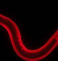 This is an adult <i>Caenorhabditis elegans</i> nematode (roundworm) stained to reveal all muscles.