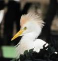 Here are characteristics of breeding plumage of the Cattle egret.