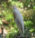 The Cattle egret nests in Brazil in several shallow-water aquatic environments.