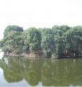 This image shows a breeding colony of Catlle egret at a urban park in S&#227;o Paulo state, Brazil.